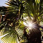 Le Palmier Koksijde